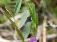 Vicia lathyroides 8, Lathyruswikke, Saxifraga-Rutger Barendse